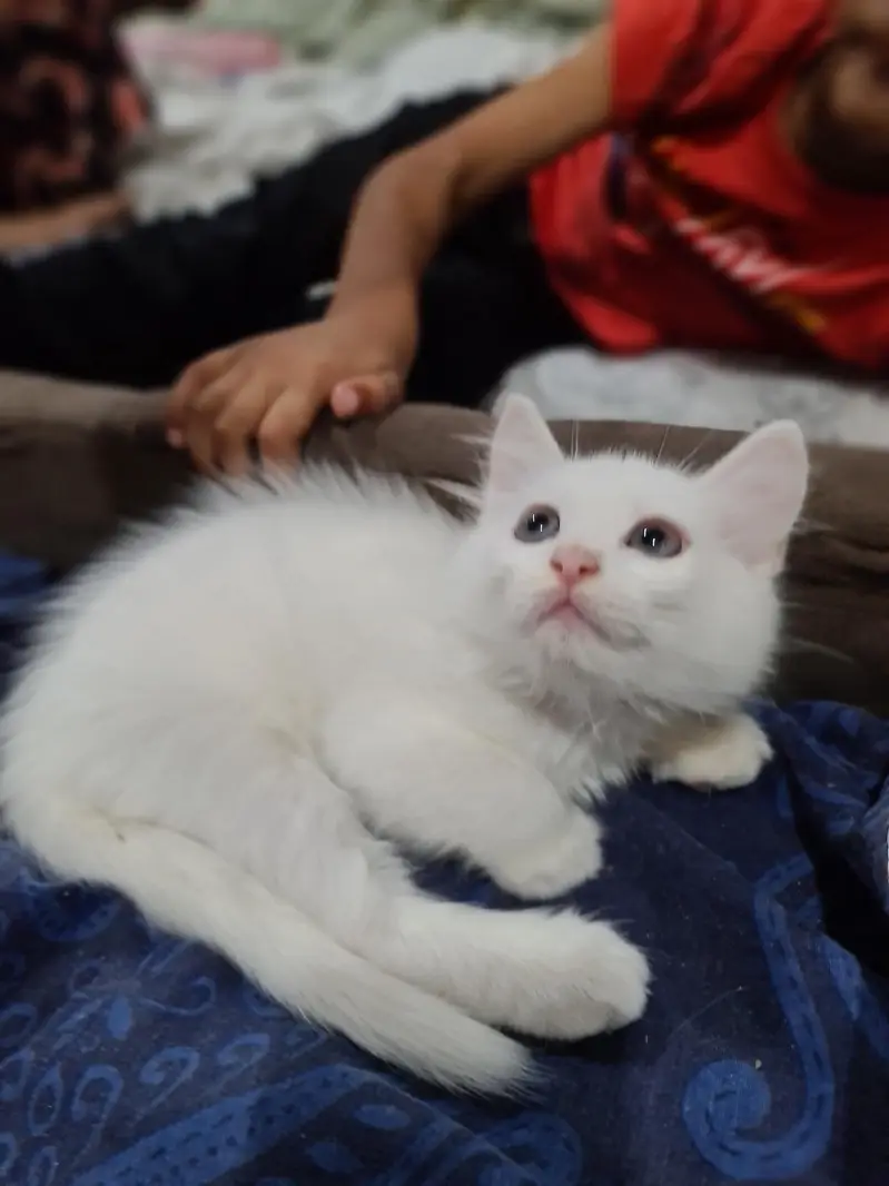 cute kitten for sale — photo 2