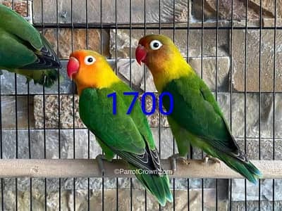 love birds contact Whatsapp 03702577203