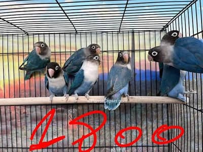 love birds contact Whatsapp 03288389369