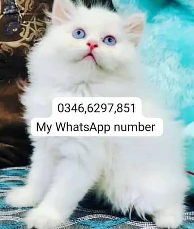Persian kittens for sale
