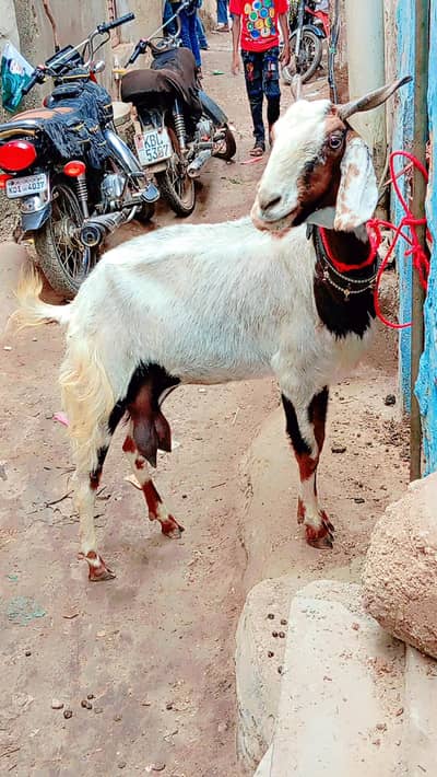 dud wali bakri 1 kg dud roz ka for sale