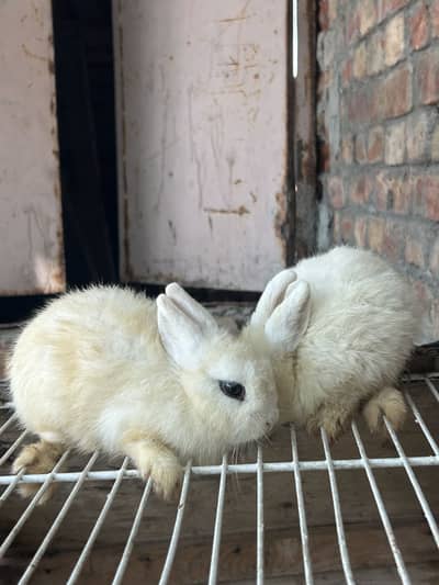 Hottot adult pair for sale 03368792398