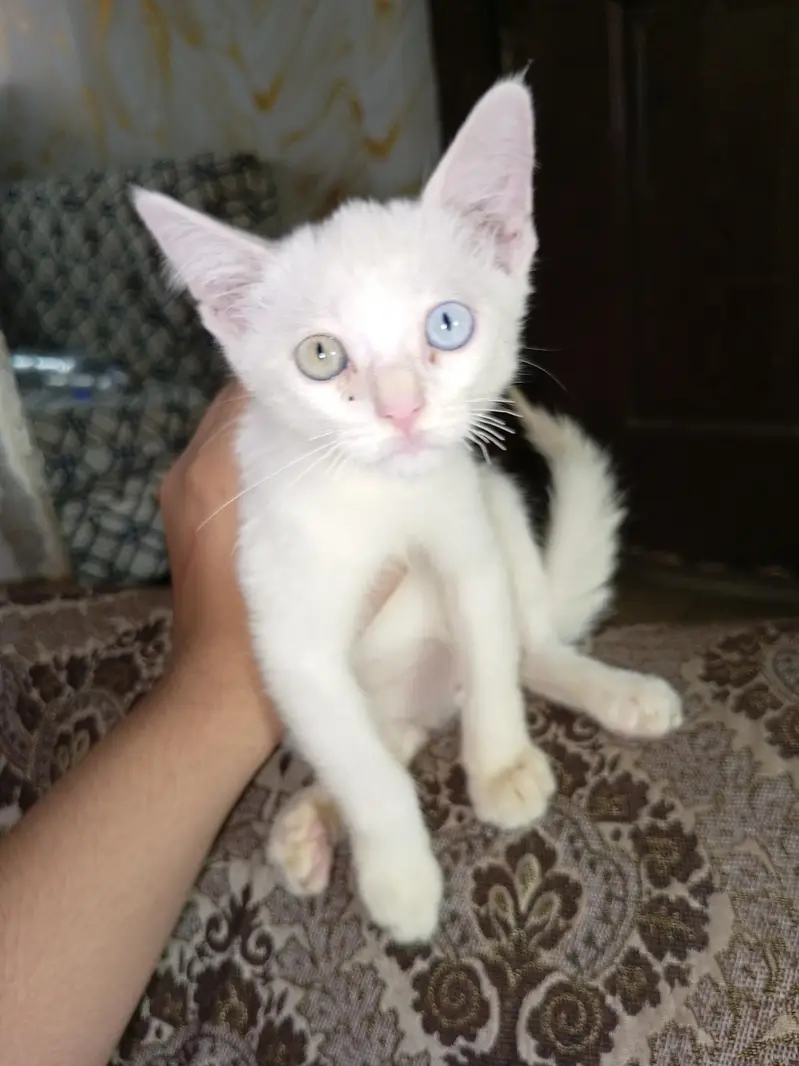 Persian kittens for sale — photo 2