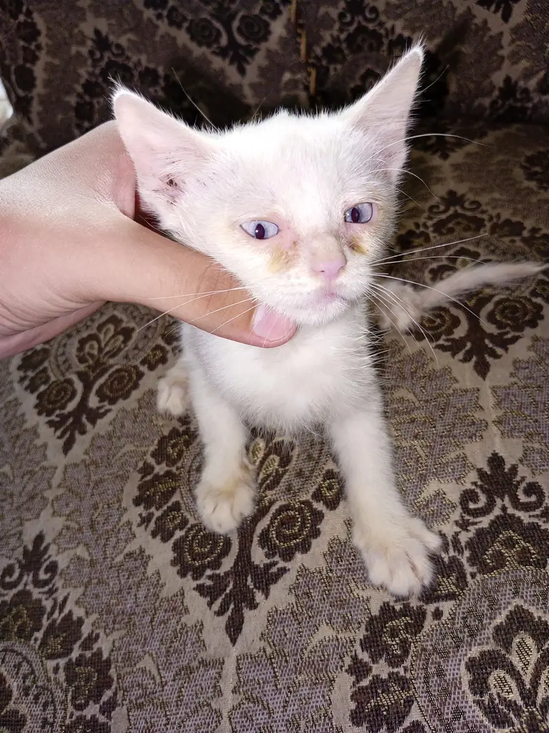 Persian kittens for sale — photo 3