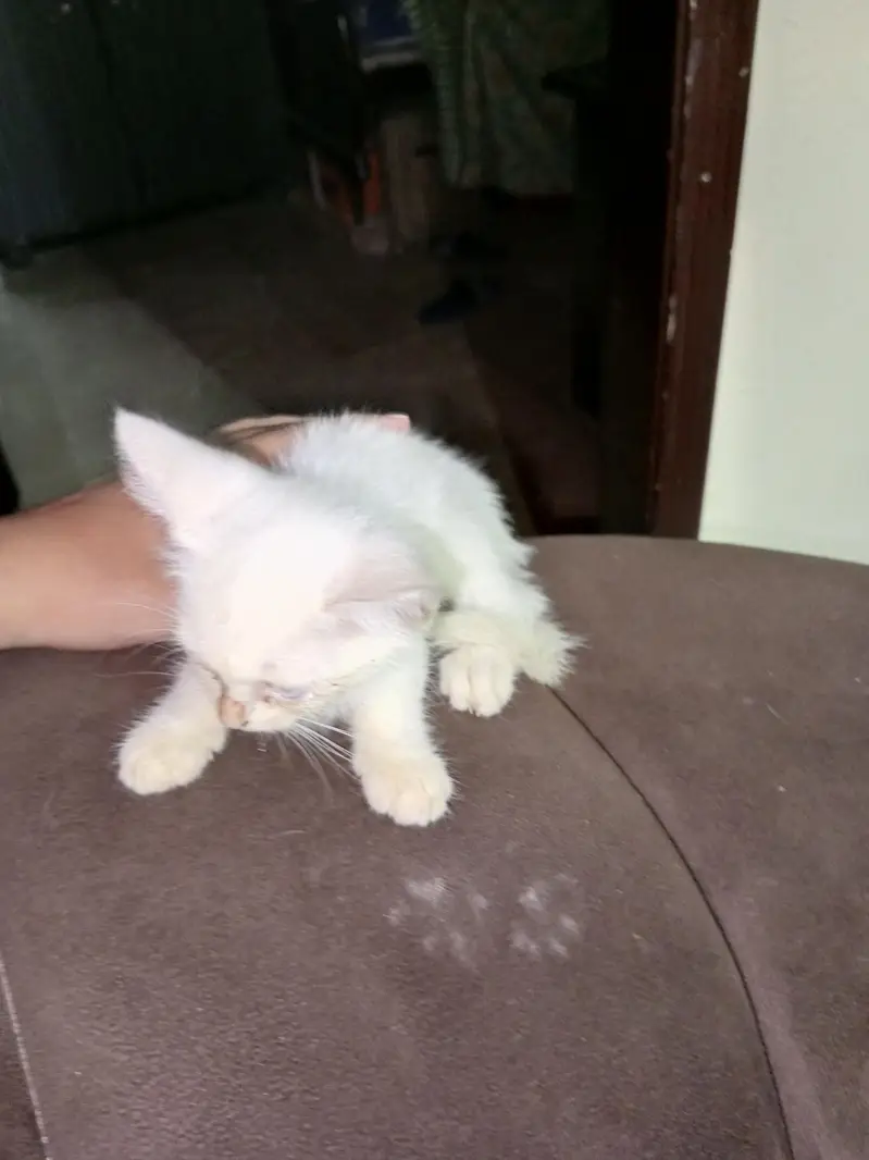 Persian kittens for sale — photo 4