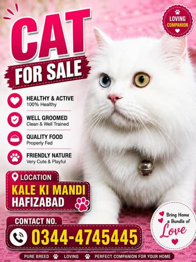 pure Persian cat