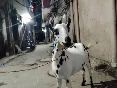babari goat pregnant