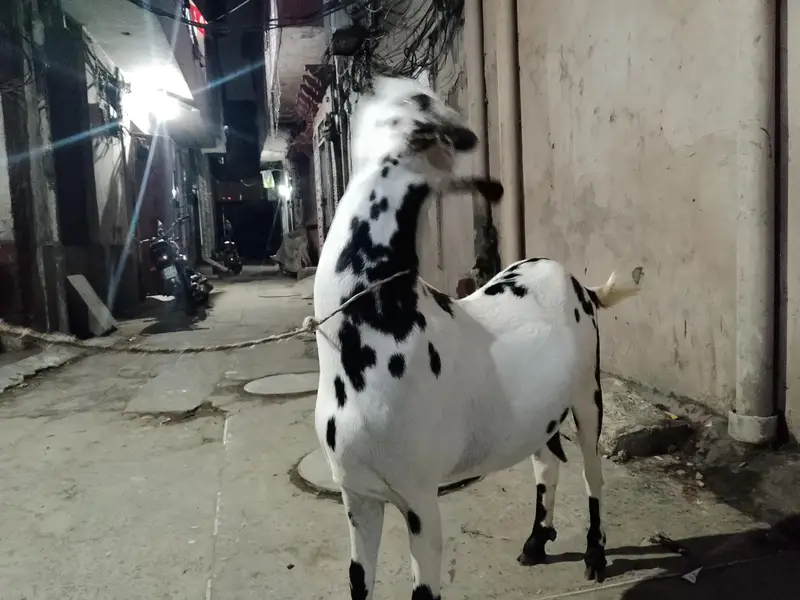 babari goat pregnant — photo 2