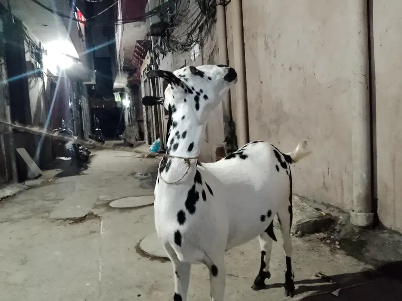babari goat pregnant — photo 3