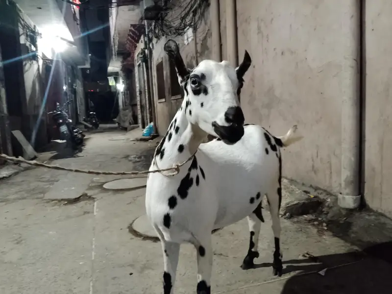 babari goat pregnant — photo 4