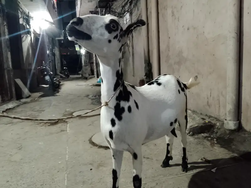 babari goat pregnant — photo 5