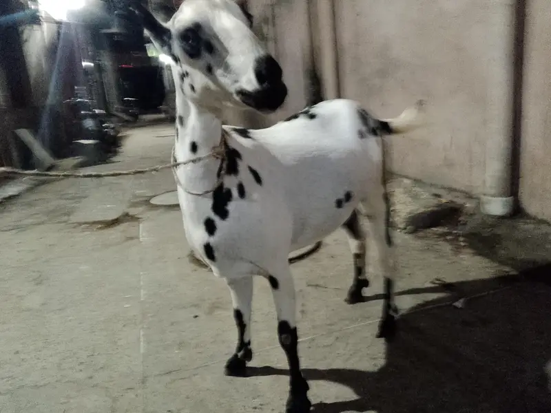 babari goat pregnant — photo 6