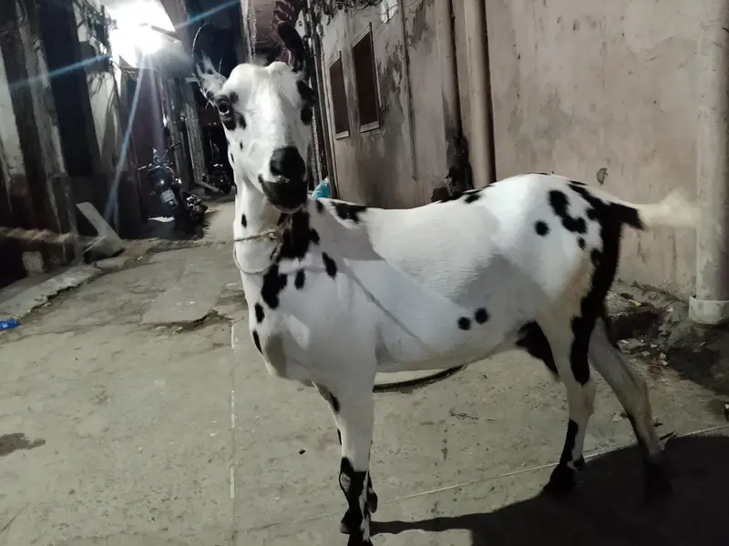 babari goat pregnant — photo 7