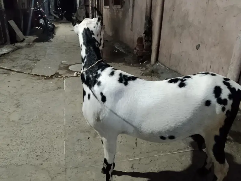 babari goat pregnant — photo 8