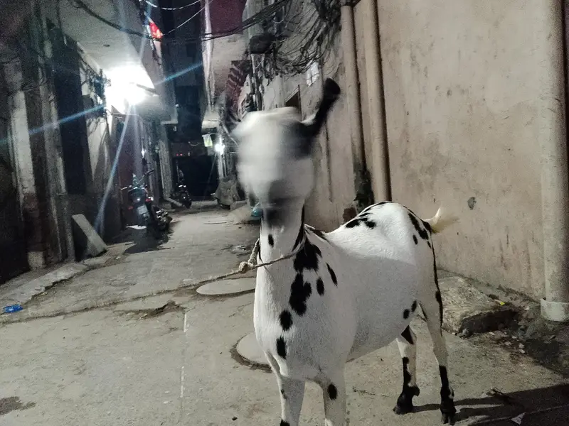 babari goat pregnant — photo 9