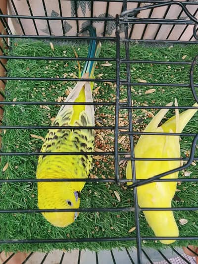 lomen T. C. B male yellow red eyes female