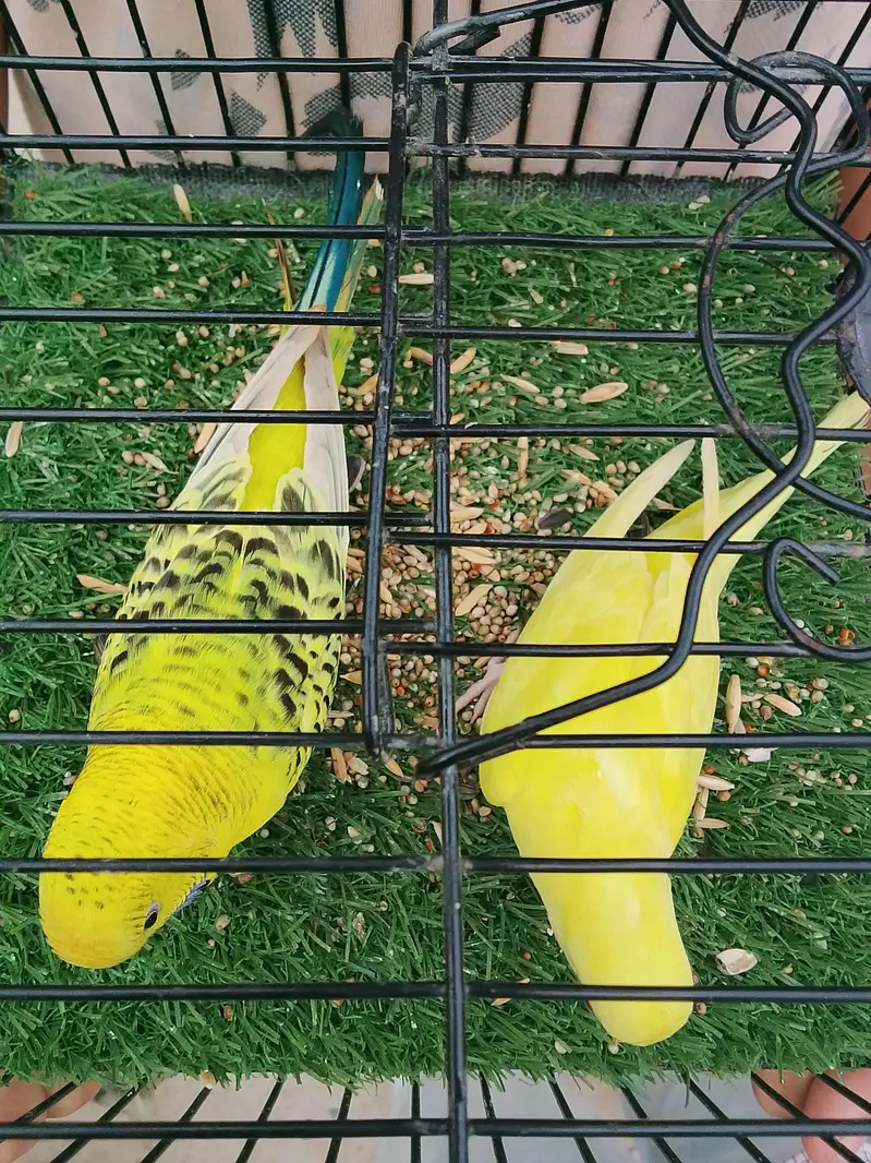 lomen T. C. B male yellow red eyes female — photo 2