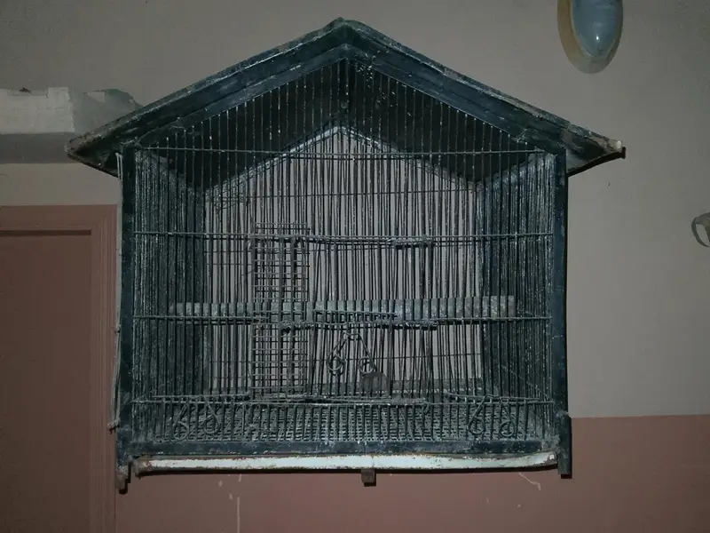 lomen T. C. B male yellow red eyes female — photo 4