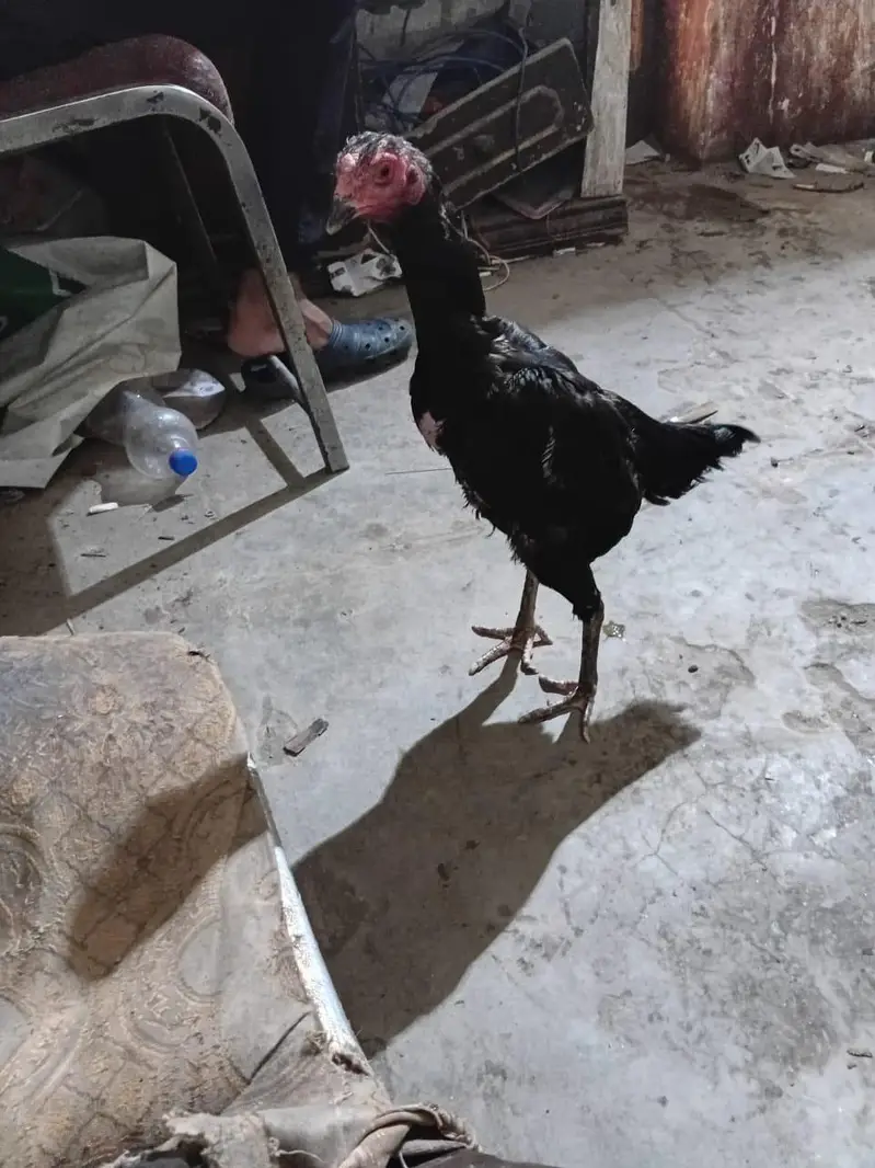 japnees pakoye Madi Ando ki granty — photo 2