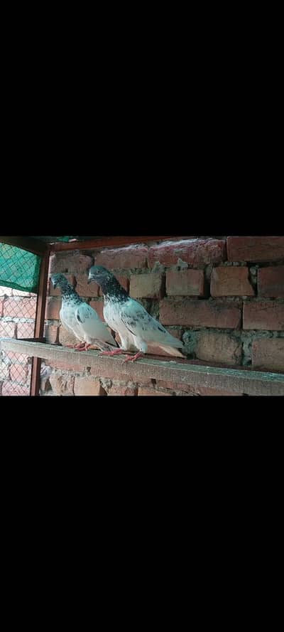 High Flyer resulted Breeder Birds