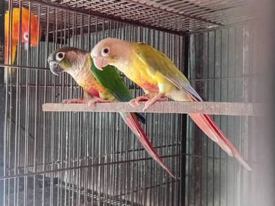 Infinix love birds pineapple conure sun conure yalo ring nick male
