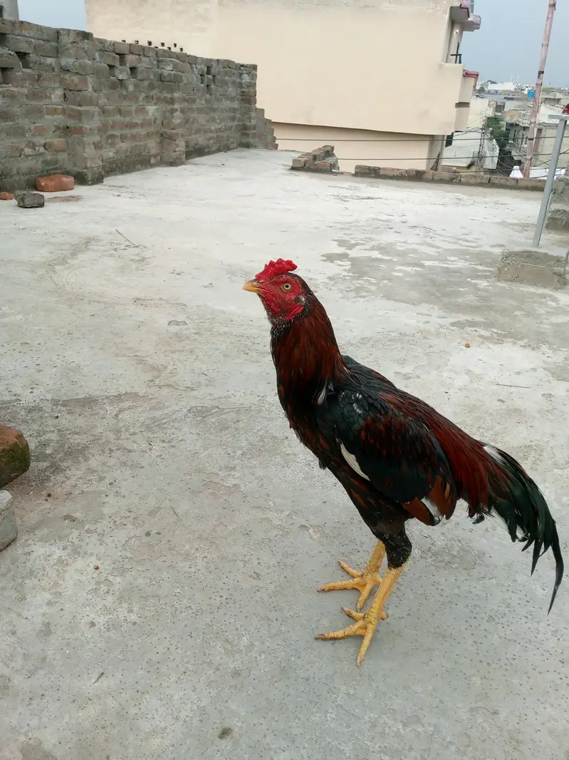 Aseel murga — photo 2