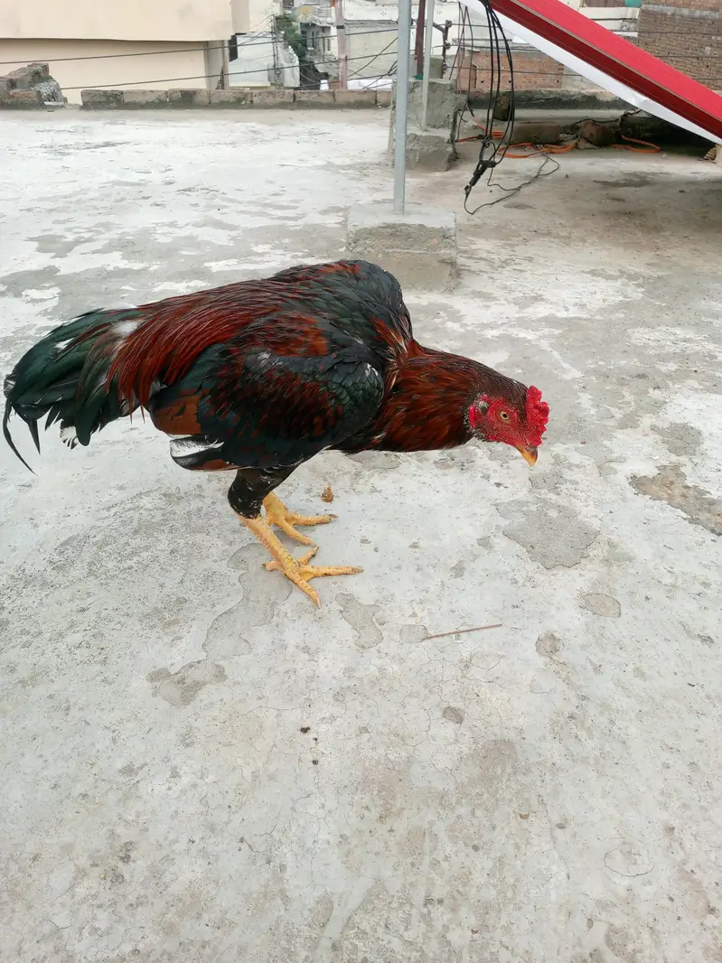 Aseel murga — photo 3