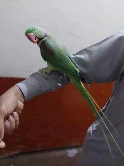 raw parrot male