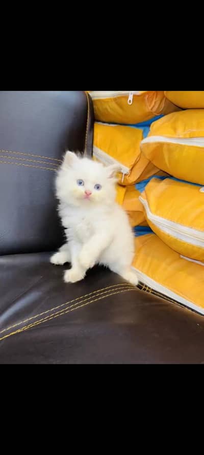 persian cat for sale