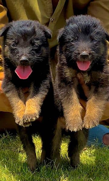 German shepherd dubal cout pair for sale 2 mahant for sale active and