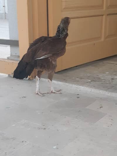 Aseel hen for sale karachi