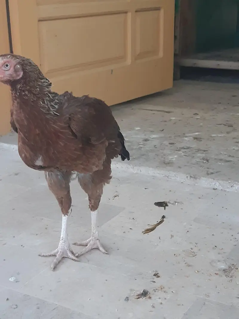 Aseel hen for sale karachi — photo 2