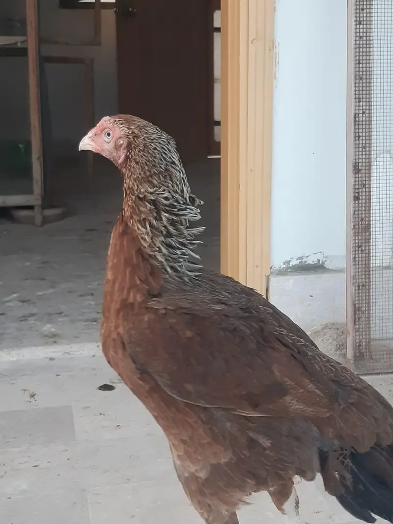 Aseel hen for sale karachi — photo 3
