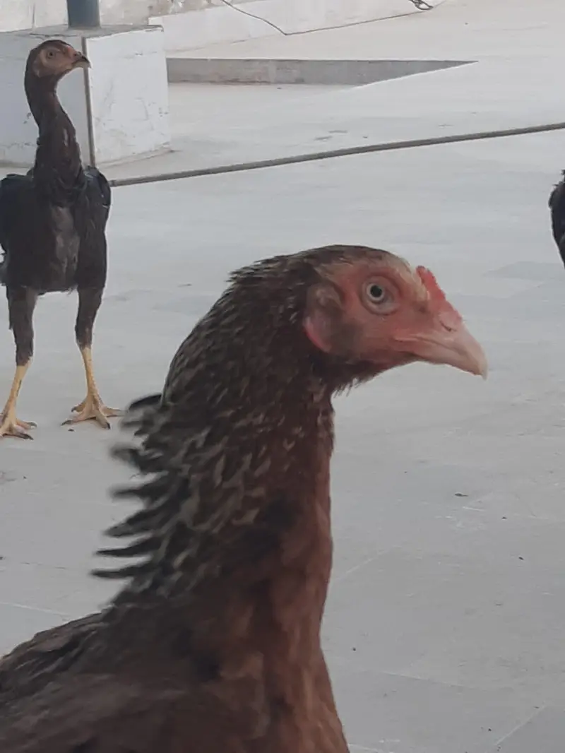 Aseel hen for sale karachi — photo 4