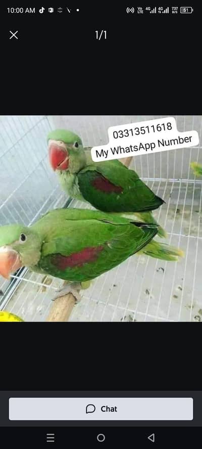 kashmiri Rai parrot for sale