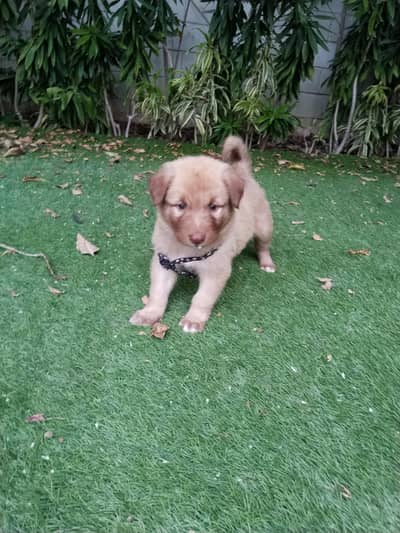 German shepherd Golden Male 2 month