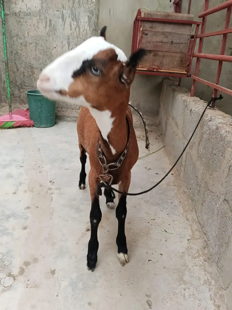 panja bacha gulabi nose MN h — photo 2