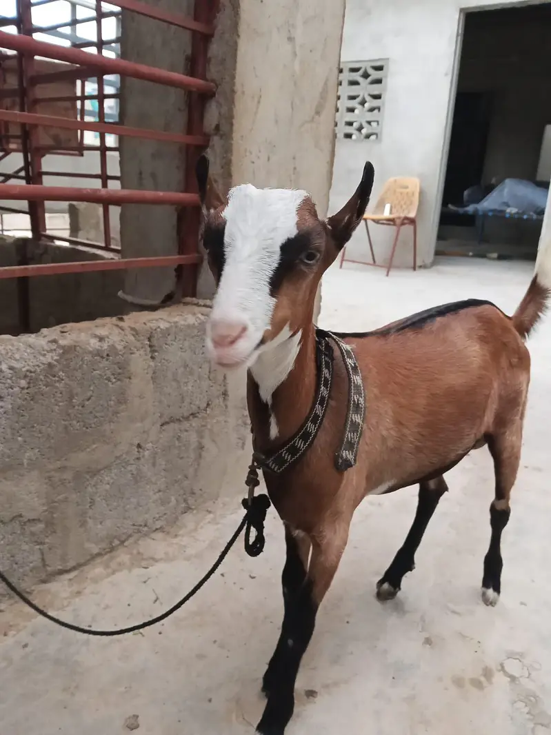 panja bacha gulabi nose MN h — photo 3