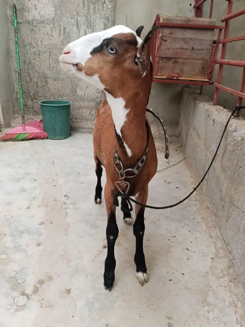 panja bacha gulabi nose MN h — photo 4