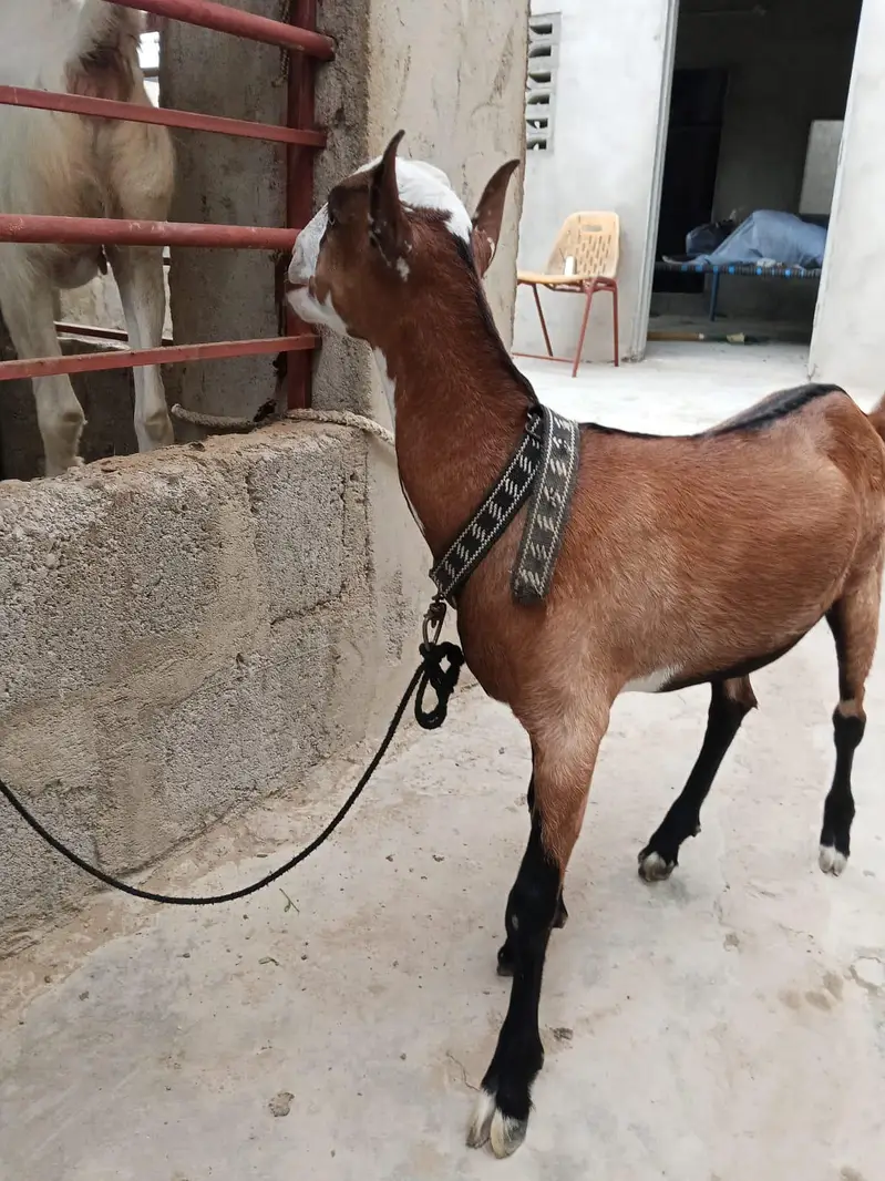 panja bacha gulabi nose MN h — photo 5