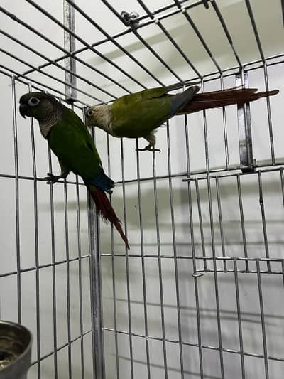 Greencheek Breeder Pair For sale