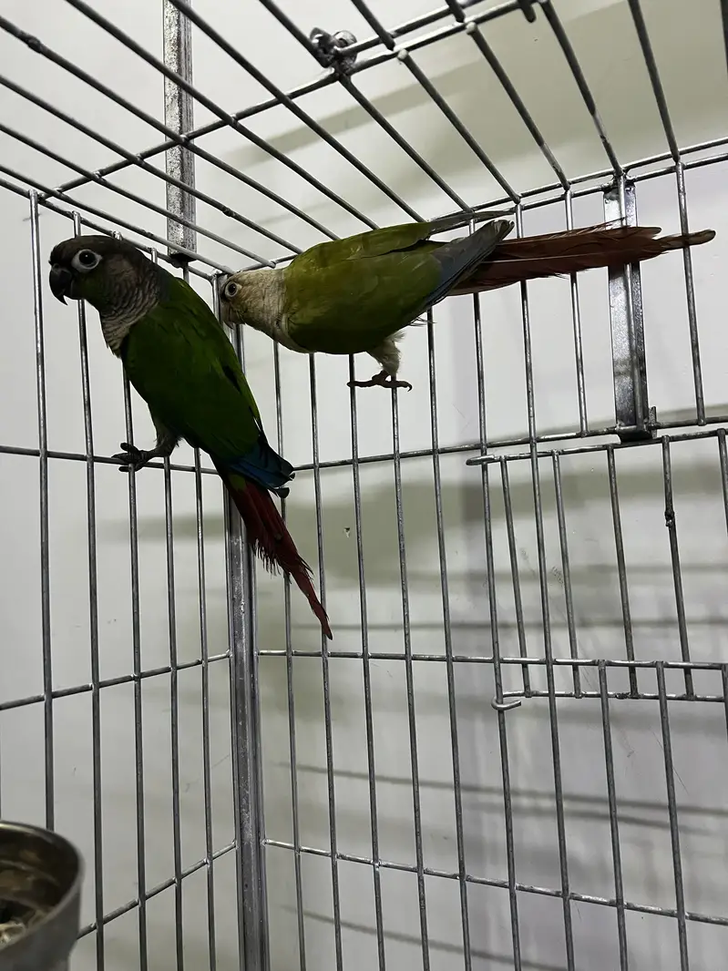 Greencheek Breeder Pair For sale