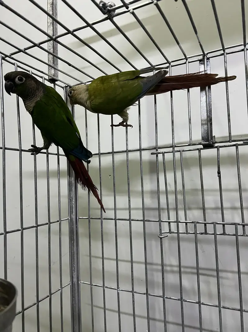 Greencheek Breeder Pair For sale — photo 2
