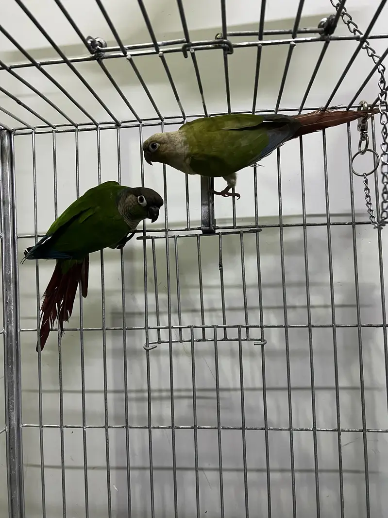 Greencheek Breeder Pair For sale — photo 3