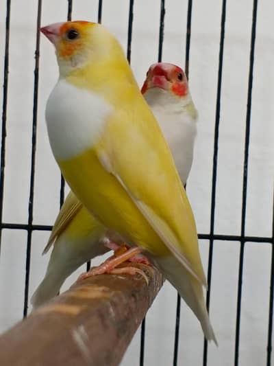 Latino female age one year