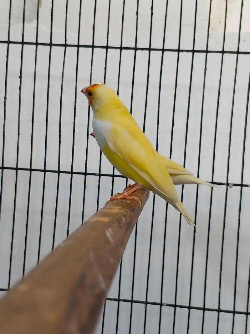 Latino female age one year — photo 3
