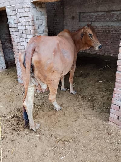 sahiwal jersey Sony main 15 din bqi