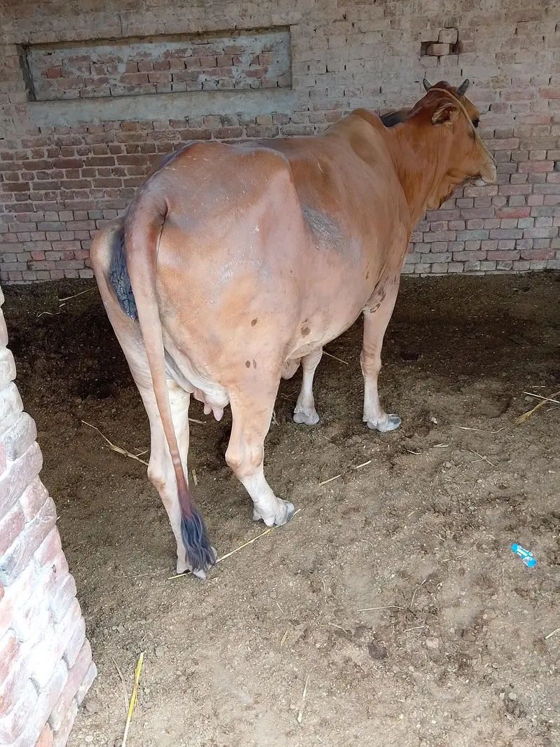 sahiwal jersey Sony main 15 din bqi — photo 2