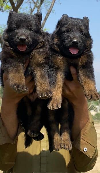 German shepherd long cout pair 2 mahnt for sale active and healthy