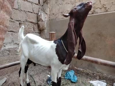 patteri bred kids